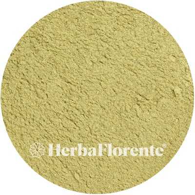 Wermutkraut - Artemisia absinthium